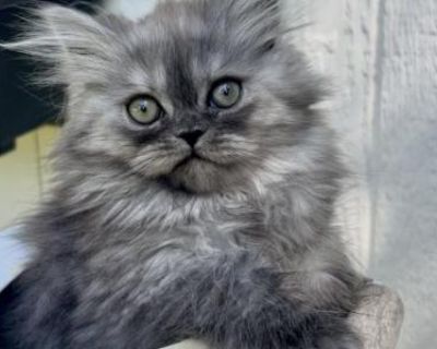 Aliyah - Persian Female Kitten For Sale
