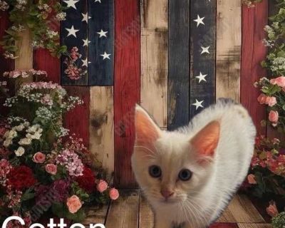 Cotton - Domestic Shorthair Male Kitten for Adoption