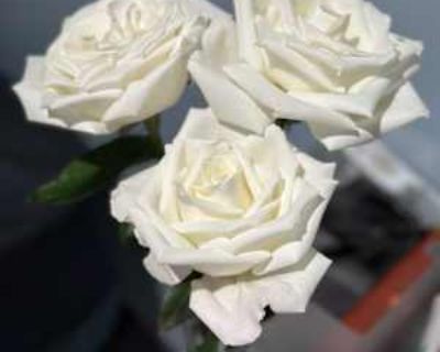 Budget: $1,000 per month. Ready to move: now. Looking for myself. Hello, I am a single christian woman in my 30 s looking for an unfurnished basement or an extra large room in the DMV area to live between Tuesday and Friday for the next 12 to 15 months. No vices and no visitors.