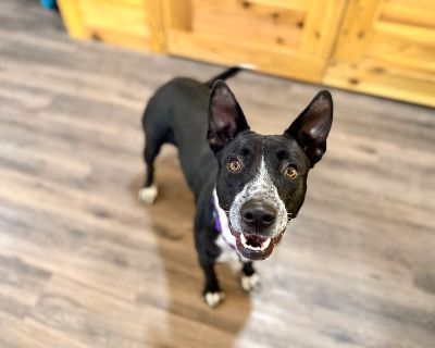 Vivi Loo the happiest girl who loves you - Pit Bull Terrier Mix Female Dog for Adoption