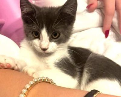 Martin - Domestic Shorthair Male Kitten for Adoption