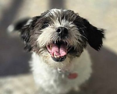 Jersey - Shih Tzu Female Dog for Adoption