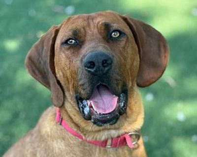 Red - Redbone Coonhound Male Dog for Adoption