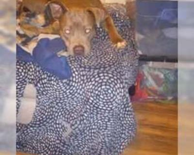 Young * Location Pacific grove , CA, 95045 USA USA *. Dog Breed: American Pit Bull Terrier (medium coat). Avery: Your Next Snuggle & Adventure Buddy! Female 1 year old Hi there! My name is Avery, and I'm a sweet, friendly 1-year-old Female Pit Bull Terrier looking for a family to call my own. My foster parents say I'm an absolute gem! I'm completely kid-friendly and get along great with other d...