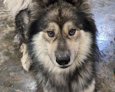 Sky - Alaskan Malamute Male Dog for Adoption