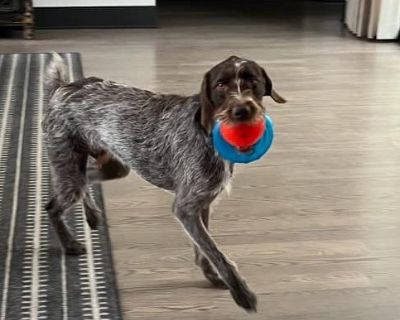 Kosmo (Los Angeles - German Wirehaired Pointer Male Dog for Adoption
