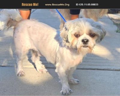 This is a real gem of a pet, do not miss out on this gentle gentleman named PHILLIP. He is 2 years old and a very small 13 pounds. We all thought he barely weighed 10 pounds. How in the world could someone put this adorable little guy out in the streets? He was so matted and dirty and no microchip and after posting him on social media looking for his owner, no one came forward. I am honored to ...