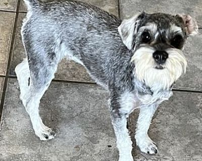 Ayla - Schnauzer (Miniature) Female Dog for Adoption