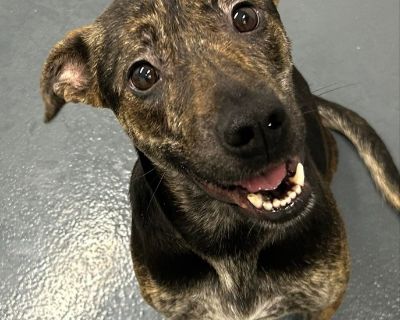 Mercy - Plott Hound Mix Female Dog for Adoption