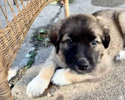 Child. Brown/chocolate - with black. Feast your eyes on this darling litter of 11 this fall! The "Leaf" litter is perfect example of all the various colors of foliage on the trees this autumn season! The pups were born in rescue on September 27th and have been expertly raised by their Momma (Autumn Leaf - also available for adoption and photo included for reference) and all in the same foster h...
