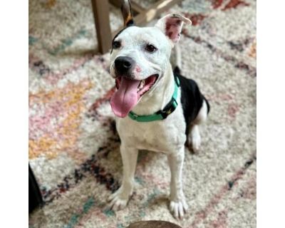 Brady - American Staffordshire Terrier/Mixed Breed (Medium) Mix Male Dog for Adoption