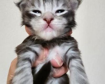 Falcon - Maine Coon Male Kitten For Sale