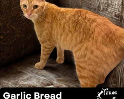 Meet Garlic Bread! This gorgeous orange tabby is ready to find her forever home. She s playful, curious, and affectionate but also has a calm, cuddly side that makes her a wonderful lap cat. Garlic Bread is confident and social, does well with other cats and even dogs, and is happiest when she s close to her people. If you re looking for a gentle, loving companion who will brighten your days an...