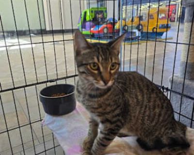 Finn - Domestic Shorthair Male Cat for Adoption