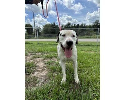 HERCULES - American Pit Bull Terrier Male Dog for Adoption