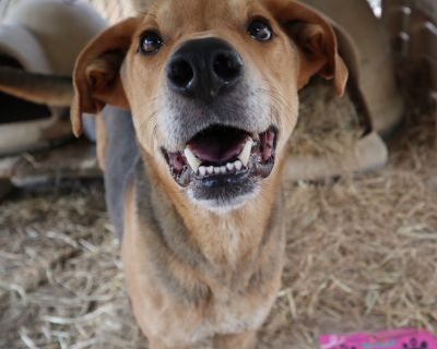 Daario - Labrador Retriever Mix Male Dog for Adoption