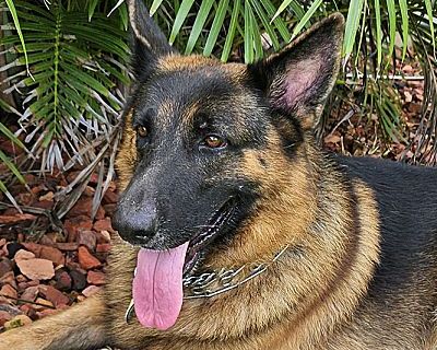 REX - German Shepherd Dog Male Dog for Adoption