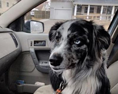 Blue - Australian Shepherd Male Dog for Adoption