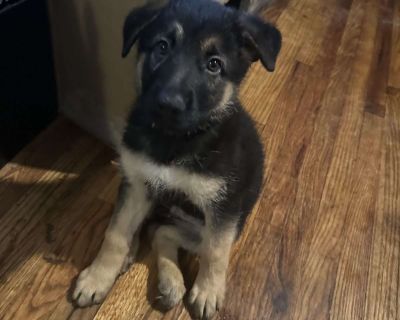 Pink - 12 Weeks Female German Shepherd Puppy for Sale