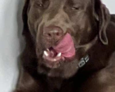 Bear - Labrador Retriever Male Dog for Adoption