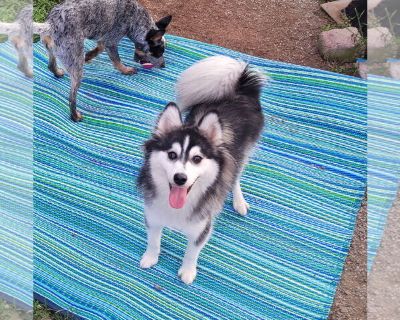 Kai - Huskies -Pomeranian Mix Male Puppy for Adoption