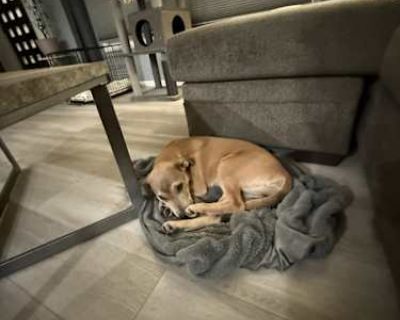 Mookie - Labrador Retriever/American Pit Bull Terrier Mix Female Puppy for Adoption