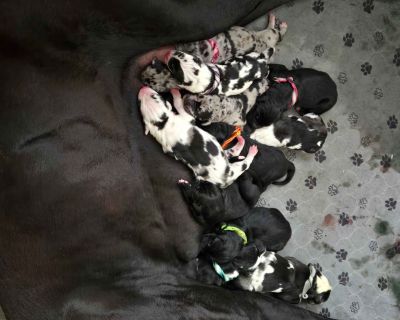 1 Male and 2 Female Great Dane Puppies for Sale