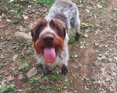Duke (Ephrata - German Wirehaired Pointer Male Dog for Adoption