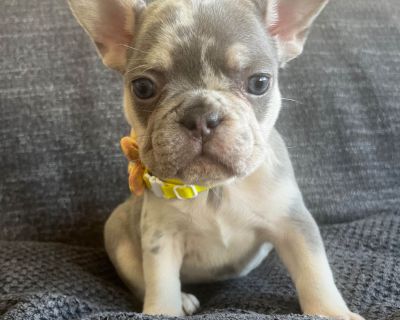 2 Male and 4 Female French Bulldog Puppies for Sale