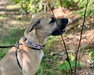 Ivy~24/25-0091 - Boxer Mix Female Dog for Adoption