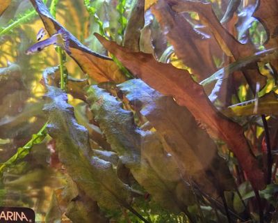 Aquarium Plants - Red Crypt, etc
