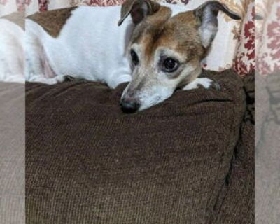 Buddy - Male Jack Russell Terrier Senior for Adoption