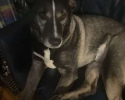 Dante - Shepherd (Unknown Type)/Akita Mix Male Dog for Adoption