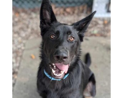 Colt - Mixed Breed (Large)/Shepherd (Unknown Type) Mix Male Dog for Adoption