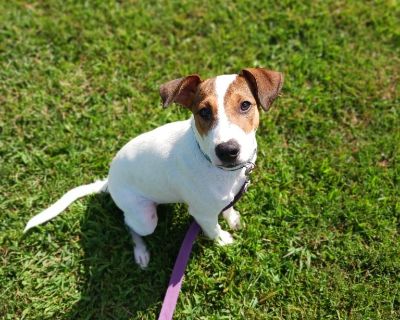 Sirius - Jack Russell Terrier Mix Male Puppy for Adoption