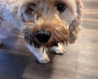 Asher - Cocker Spaniel & Poodle Mix Male Dog for Adoption