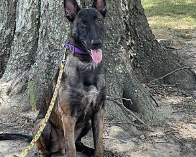 Ty - Belgian Malinois Male Puppy for Adoption