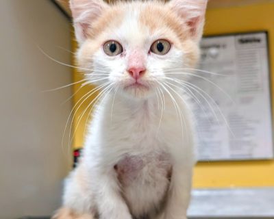 These kittens will be available Tuesday at 10 am. Their adoption fee is $25 or 2 for $25, kittens do better with a friend.. Health Vaccinations up to date.. Kitten Male Small Buff / Tan / Fawn , White