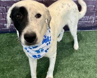 Snoopy - Pointer & Labrador Retriever Mix Male Dog for Adoption