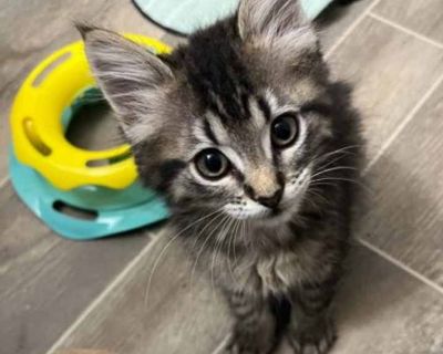 Glacier - Domestic Shorthair Female Kitten for Adoption