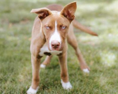 Lola - American Pit Bull Terrier/Mixed Breed (Medium) Mix Female Puppy for Adoption
