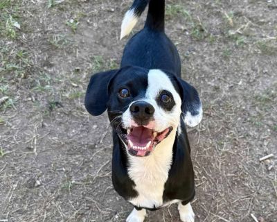 Frappy 25-11-020 - Beagle Mix Male Dog for Adoption