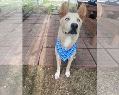 Trout - Male Mutt for Adoption