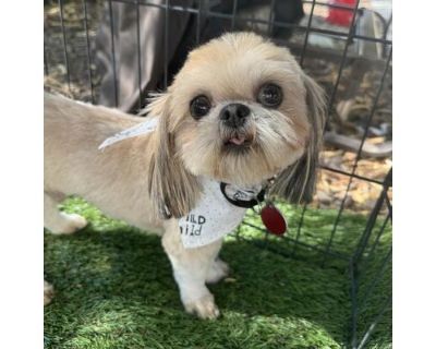 Desmond - Shih Tzu Male Dog for Adoption