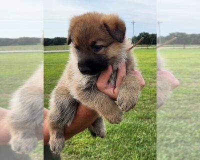 Litter of 8 - German Shepherd Dog Male Puppy for Sale