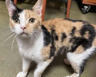 Queenie - Domestic Shorthair Female Cat for Adoption