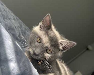 Looking for a Loving Home for Archie It breaks our hearts to post this, but we are looking to rehome our sweet 3-month-old kitten, Archie. He has been neutered and is healthy, playful, and vaccinated full of personality. Archie is a friendly, curious little guy who loves to explore, play with toys, and cuddle up when he is tired. He would do great in a home that can give him the attention, affe...