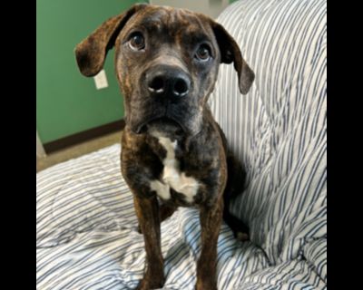 George - Boxer Mix Male Dog for Adoption