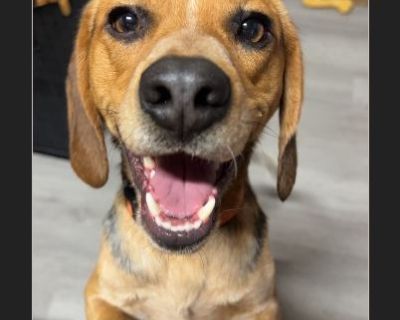 Bo is very sweet with humans. I need to find him a home.