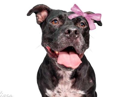 Adult. Black. Bella is an adorable 7 year old pittie girl with the biggest, happiest smile. She has a brother, Matthew, who is very attached to her - we would love to see them find a home together. However, if an adopter already has another dog at home they might do well with on their own with the companionship of another dog. They are both housebroken, crate trained, good with children, other ...